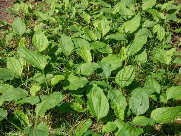 Widok Wiele Roślin Broadleaf Plantain Stóp Białego Człowieka Lub Większej — Zdjęcie stockowe