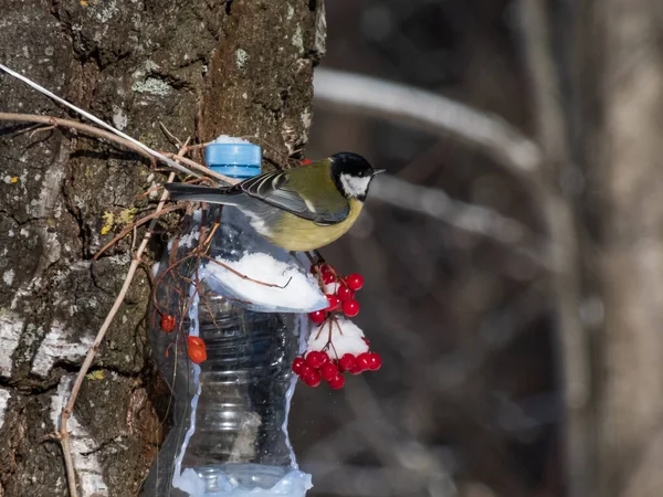 Great Tit Parus Major Visiting Bird Feeder Made Reused Plastic — Stockfoto