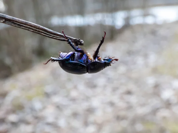 Gros Plan Macro Plan Détaillé Dendroctone Dormeur Dung Beetle Geotrupes — Photo