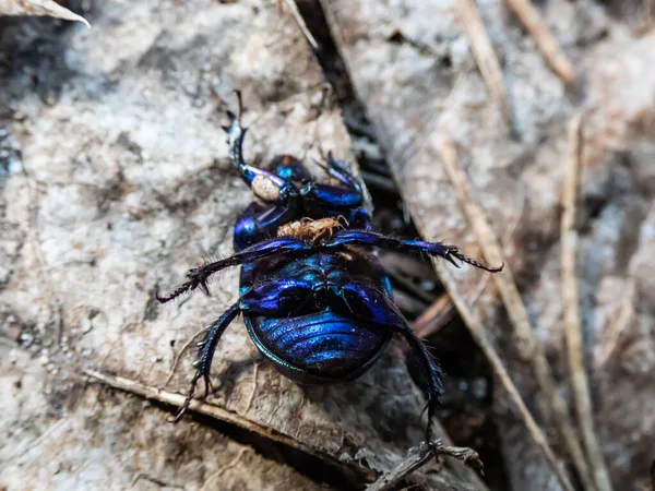 Close Detailed Macro Shot Dor Beetle Earth Boring Dung Beetle — Stock Photo, Image