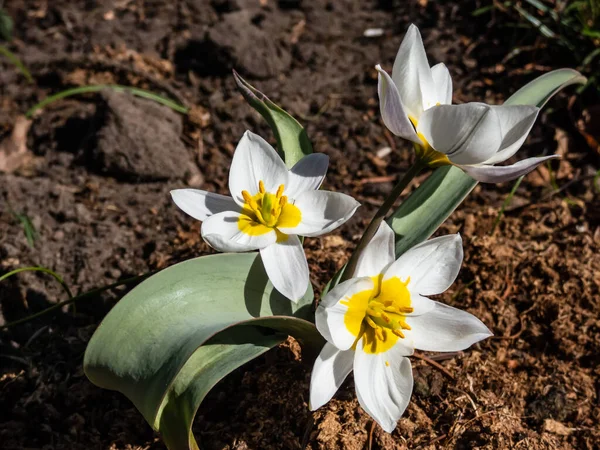 Primer Plano Planta Floración Blanca Amarilla Tulipán Policromado Tulipa Polychroma —  Fotos de Stock