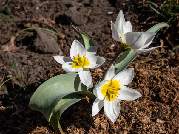 Primer Plano Planta Floración Blanca Amarilla Tulipán Policromado Tulipa Polychroma —  Fotos de Stock