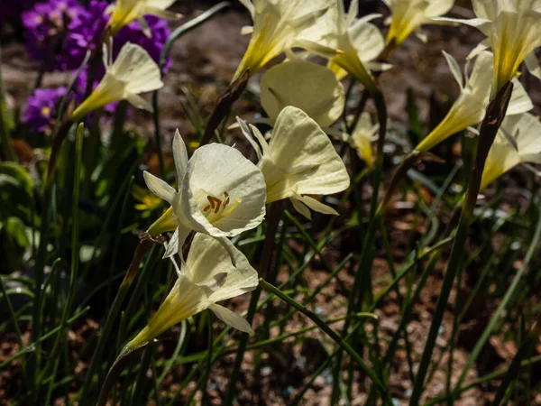 Close up of flowering plant Narcissus romieuxii 'Julia Jane' - distinctive, early-flowering daffodil with the flowers with narrow perianth segments, while the trumpet is wide and flaring