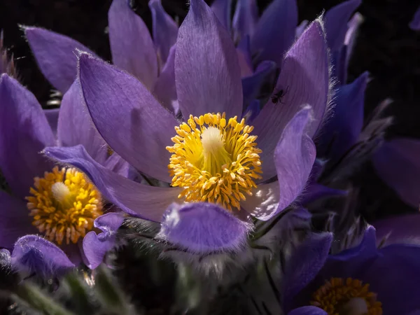 Macro Shot Stami Giallo Oro All Interno Fiori Viola Pasqueflower — Foto Stock