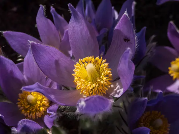 Macro Shot Stami Giallo Oro All Interno Fiori Viola Pasqueflower — Foto Stock