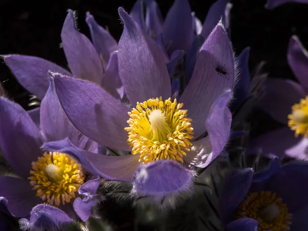 Macro Shot Fiori Viola Forma Campana Pasqueflower Orientale Anemone Cutleaf — Foto Stock