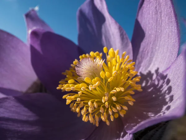 初春的时候 东方蓝宝石花 Pulsatilla Patens 的紫色花朵内 有一株金黄色的雄蕊 花朵和茎上都覆盖着银白色的头发 — 图库照片