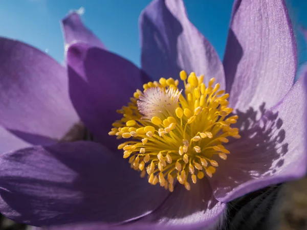 初春的时候 东方蓝宝石花 Pulsatilla Patens 的紫色花朵内 有一株金黄色的雄蕊 花朵和茎上都覆盖着银白色的头发 — 图库照片