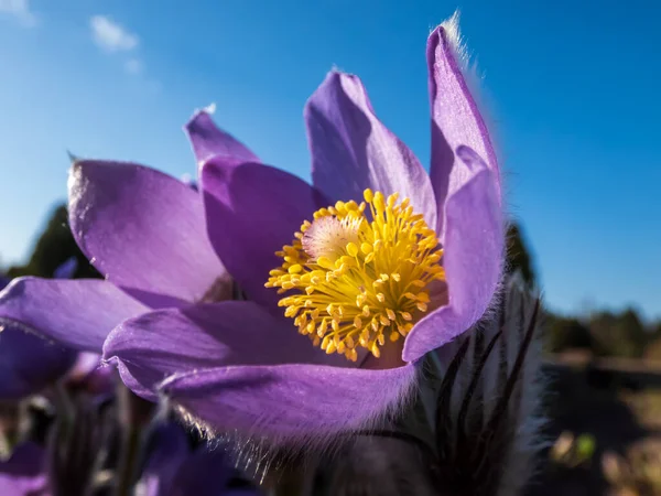 Macro Shot Stami Giallo Oro All Interno Fiori Viola Pasqueflower — Foto Stock