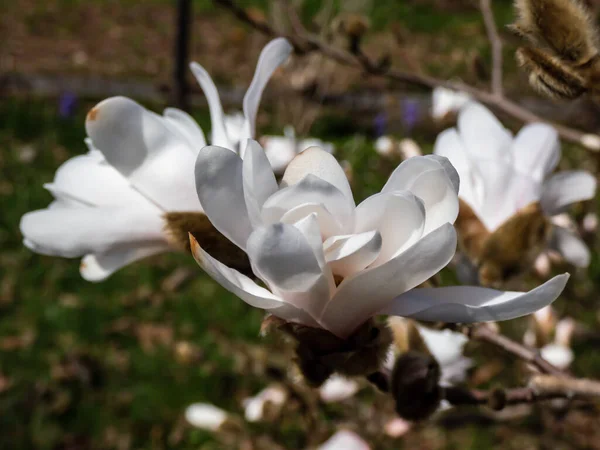 Λευκά Λουλούδια Σχήμα Αστεριού Της Ανθισμένης Μανόλιας Αστεριών Magnolia Stellata — Φωτογραφία Αρχείου