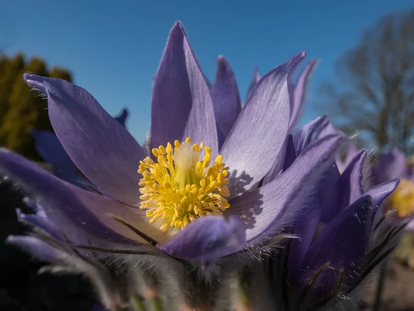 Macro Shot Stami Giallo Oro All Interno Fiori Viola Pasqueflower — Foto Stock