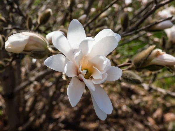Single White Star Shaped Flower Blooming Star Magnolia Magnolia Stellata — Stock Photo, Image