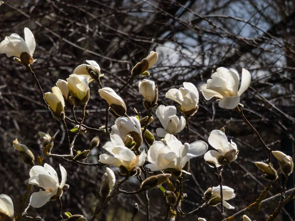 White Star Shaped Flowers Blooming Star Magnolia Magnolia Stellata Tree — Stock Photo, Image