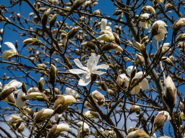 Weiße Sternförmige Blüten Der Blühenden Sternmagnolie Magnolia Stellata Zweige Zeitigen — Stockfoto