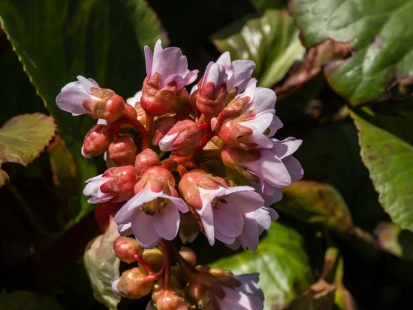 Gros Plan Bergenia Moench Baby Doll Saxifrage Oreilles Éléphant Oreilles — Photo