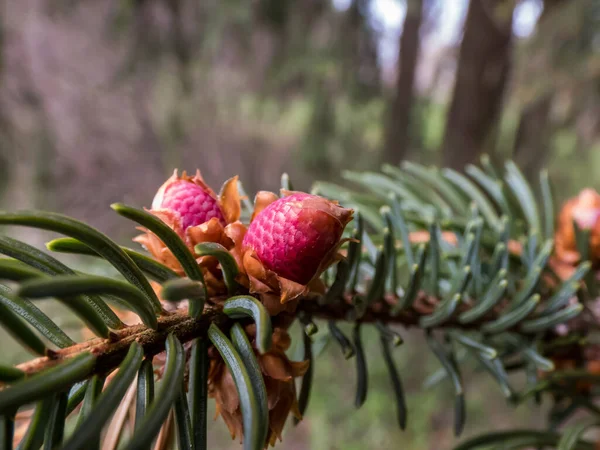 Makro Skott Vackra Unga Rosa Kon Knoppar Gren Gran Träd — Stockfoto