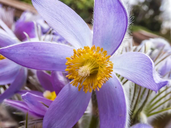 Macro Shot Campana Forma Fiore Viola Pasqueflower Orientale Anemone Cutleaf — Foto Stock