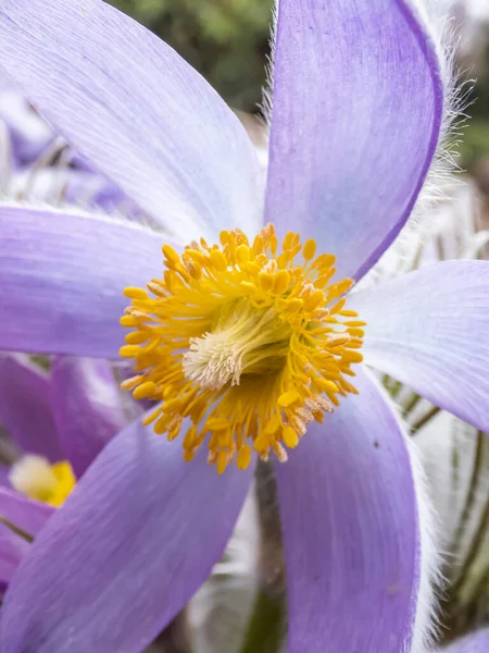 Macro Shot Campana Forma Fiore Viola Pasqueflower Orientale Anemone Cutleaf — Foto Stock