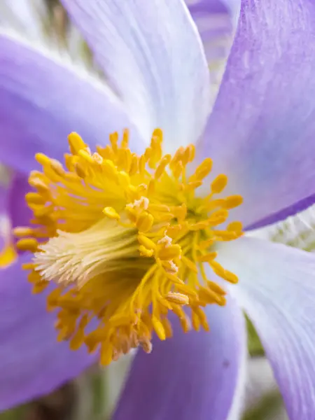 Macro Shot Campana Forma Fiore Viola Pasqueflower Orientale Anemone Cutleaf — Foto Stock