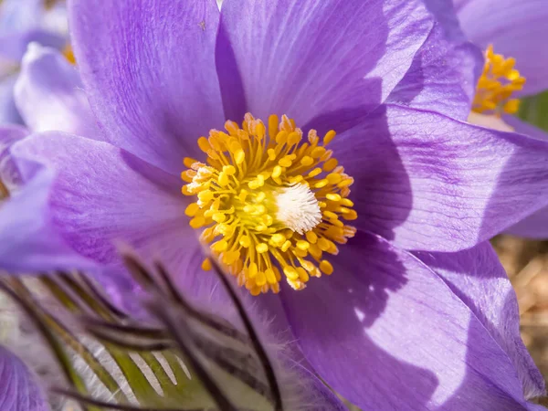 在早春 东蓝花或切叶葵 Pulsatilla Patens 的钟形紫色花宏观拍摄 黄色中间有花粉 — 图库照片