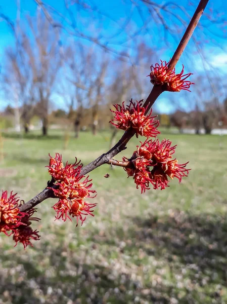 Macro Shot Red Female Flowers Silver Maple Creek Maple Acer — Stock Photo, Image