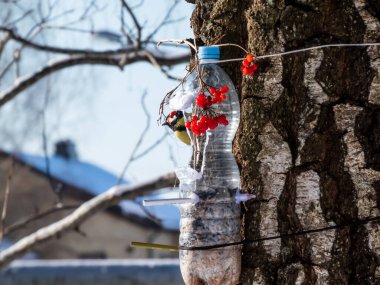Great tit (Parus major) visiting bird feeder made from reused plastic bottle full with grains and sunflower seeds in a winter day. DIY feeder made from bottle, pencils, hot glue hanging in the tree