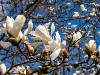 Mokyeon veya Kobus manolyasının beyaz çiçekleri (Magnolia kobus DC. - Var. Borealis) parlak mavi gökyüzü ve ilkbaharın başlarında gün ışığı arkaplanı ile. Rüya gibi çiçek arkaplanı