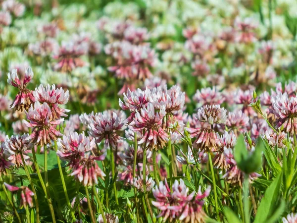 Beautiful white, pink and green floral meadow landscape full of Alsike clover (trifolium hybridum). Pale pink and whitish flowers in summer