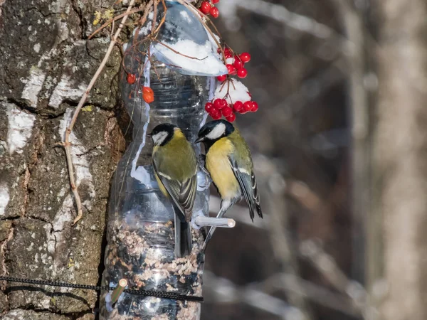 Two Great Tits Parus Major Visiting Bird Feeder Made Reused — Foto de Stock