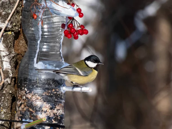 Great Tit Parus Major Visiting Bird Feeder Made Reused Plastic — Stock fotografie