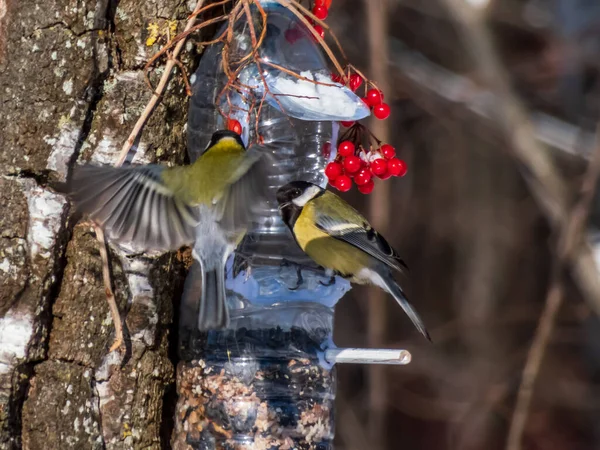 Grand Mésange Parus Major Visitant Mangeoire Oiseaux Plastique Réutilisé Bouteille — Photo