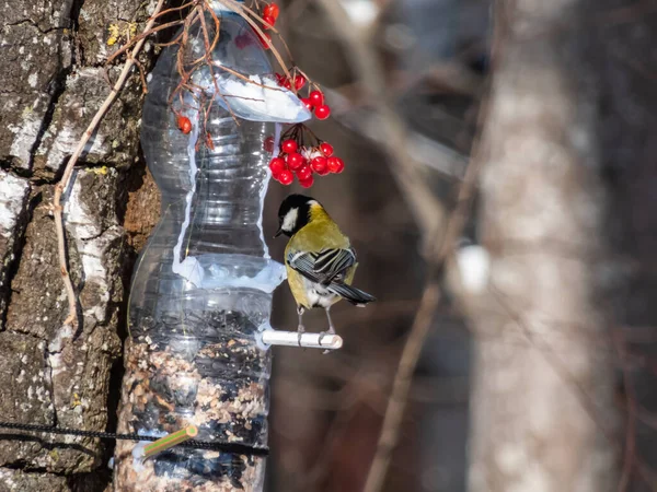 Велика Цицька Parus Major Годівниця Птахів Виготовлена Повторно Використаної Пластикової — стокове фото