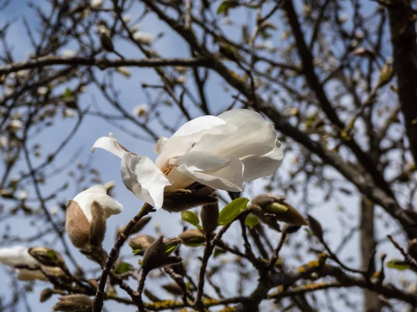 Białe Kwiaty Kwitnącej Mokyeon Lub Kobus Magnolia Magnolia Kobus Ward — Zdjęcie stockowe