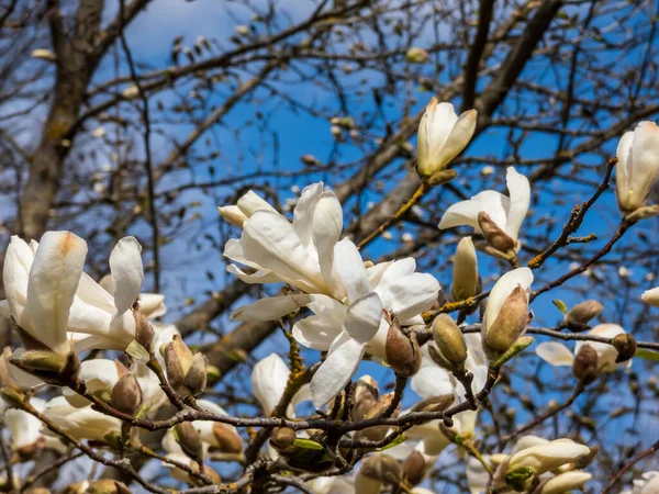 Λευκά Άνθη Του Ανθισμένου Mokyeon Kobus Magnolia Magnolia Kobus Βαρ — Φωτογραφία Αρχείου