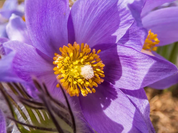 在早春 东蓝花或切叶葵 Pulsatilla Patens 的钟形紫色花宏观拍摄 有花粉的金黄色雄蕊 — 图库照片