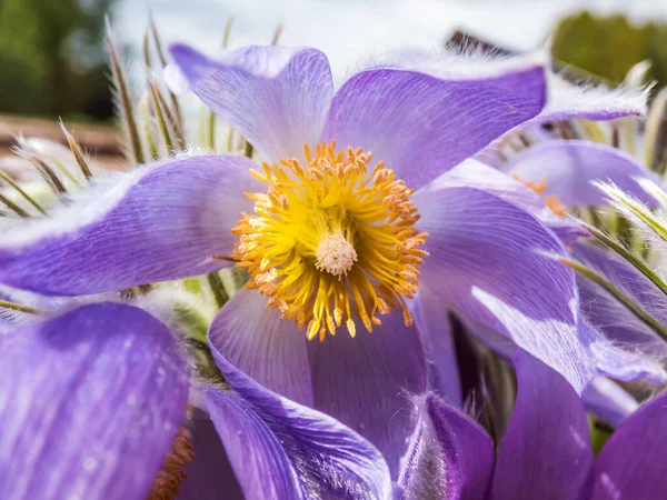 Makro Snímek Zvonovitého Purpurového Květu Východního Pasquefloweru Nebo Sasanky Pulsatilla — Stock fotografie