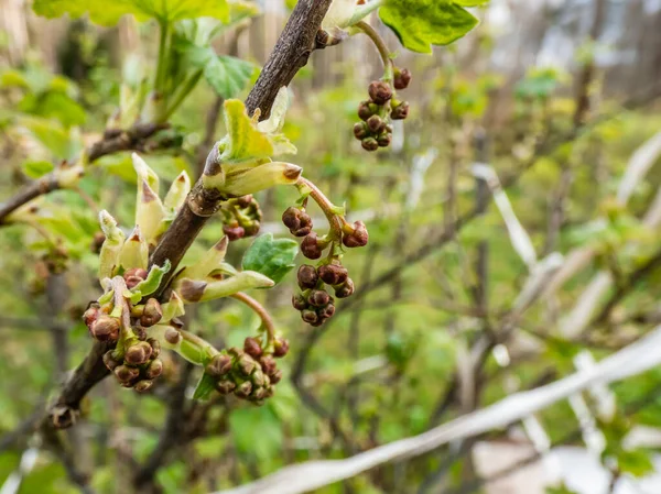 Makro Záběr Jen Objevují Malé Červený Rybíz Ribes Rubrum Pupeny — Stock fotografie