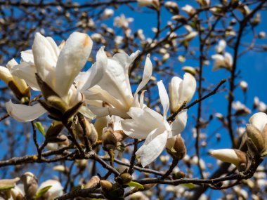 Mokyeon veya Kobus manolyasının beyaz çiçekleri (Magnolia kobus DC. - Var. Borealis) parlak mavi gökyüzü ve ilkbaharın başlarında gün ışığı arkaplanı ile. Rüya gibi çiçek arkaplanı
