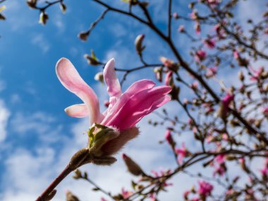 Yıldız manolyasının pembe yıldız şeklindeki çiçekleri - Magnolia stellata cultivar 'Rosea' parlak mavi gökyüzü arkaplanı ile parlak güneş ışığı altında