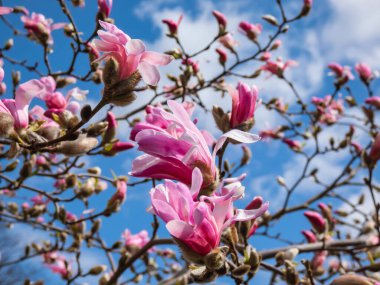 Yıldız manolyasının pembe yıldız şeklindeki çiçekleri - Magnolia stellata cultivar 'Rosea' parlak mavi gökyüzü arkaplanı ile parlak güneş ışığı altında