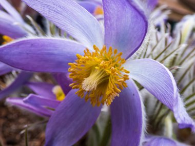 Baharın başında çan biçimli, Doğu pasqueflower veya Cutleaf anemone 'nin mor çiçeği (Pulsatilla patens) Macro shot' ı. Polenle ortadaki sarı
