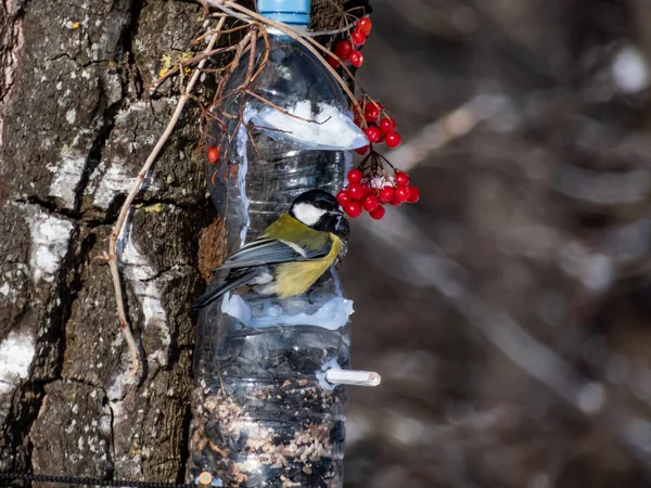 Great Tit Parus Major Visiting Bird Feeder Made Reused Plastic — Foto Stock