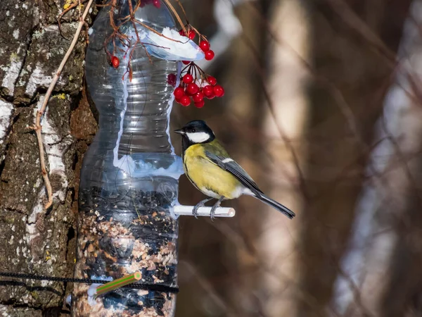 Great Tit Parus Major Visiting Bird Feeder Made Reused Plastic — Foto de Stock