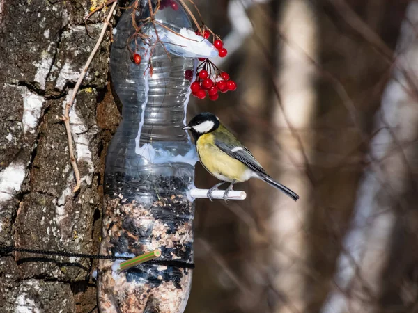 Great Tit Parus Major Visiting Bird Feeder Made Reused Plastic — Stock Fotó