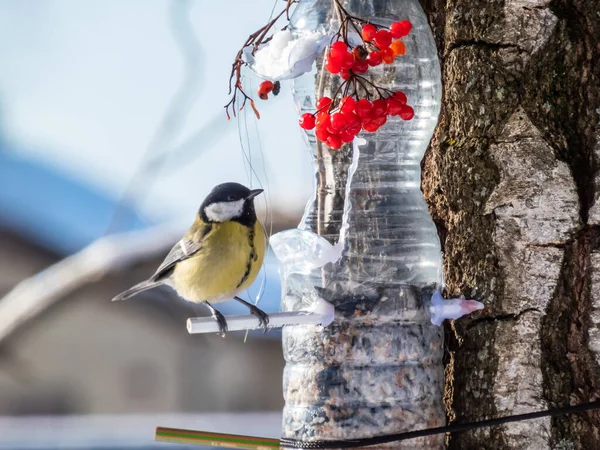 Great tit (Parus major) visiting bird feeder made from reused plastic bottle full with grains and sunflower seeds in a winter day. DIY feeder made from bottle, pencils, hot glue hanging in the tree