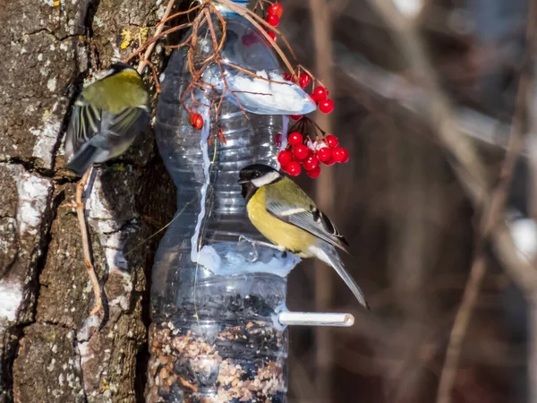 Велика Цицька Parus Major Годівниця Птахів Виготовлена Повторно Використаної Пластикової — стокове фото