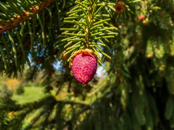 Makro Skott Vackra Unga Rosa Kon Knoppar Gren Gran Träd — Stockfoto