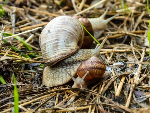 Взрослая Молодая Римская Улитка Бургундская Улитка Helix Pomatia Вместе Земле — стоковое фото