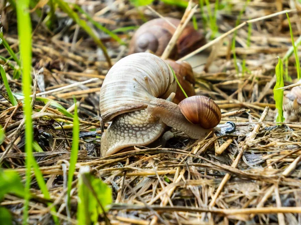 成年和年轻的罗马蜗牛或勃艮第蜗牛 Helix Pomatia 夏天一起生活在干旱和绿色的植被中 母亲和儿童概念 — 图库照片