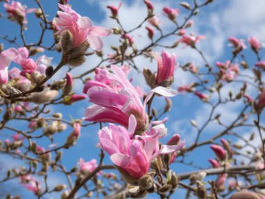 Pembe yıldız şeklinde çiçek açan yıldız manolyasının narin arkaplanı - Magnolia stellata cultivar 'Rosea' parlak mavi gökyüzü arka planına sahip parlak güneş ışığı altında